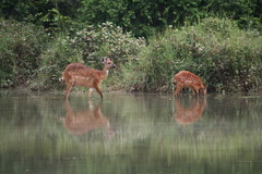 Tragelaphus spekii gratus