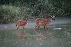 Tragelaphus spekii gratus