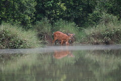 Tragelaphus spekii gratus