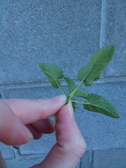 Stachys floridana