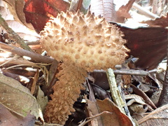 Strobilomyces polypyramis