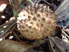 Strobilomyces polypyramis
