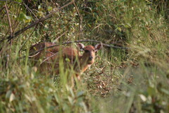 Tragelaphus spekii gratus