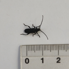 Ropalopus macropus