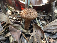 Strobilomyces polypyramis