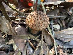Strobilomyces polypyramis