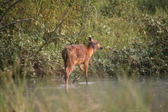 Tragelaphus spekii gratus