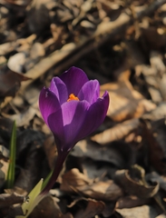 Crocus vernus