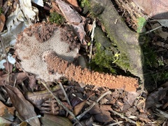 Strobilomyces polypyramis