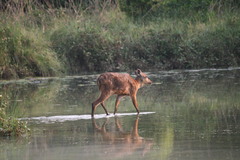 Tragelaphus spekii gratus
