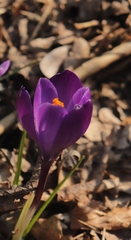 Crocus vernus
