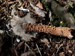 Strobilomyces polypyramis