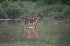 Tragelaphus spekii gratus