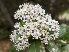Ceanothus megacarpus insularis