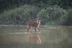 Tragelaphus spekii gratus