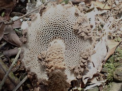 Strobilomyces polypyramis