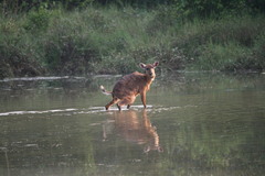 Tragelaphus spekii gratus