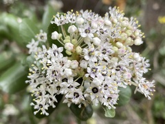 Ceanothus megacarpus insularis
