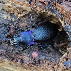 Carabus purpurascens