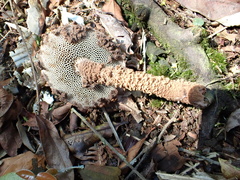 Strobilomyces polypyramis