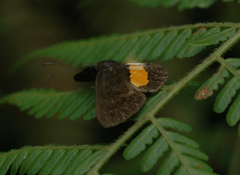 Pirascca tyriotes