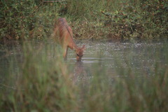 Tragelaphus spekii gratus