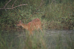 Tragelaphus spekii gratus