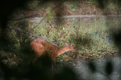 Tragelaphus spekii gratus