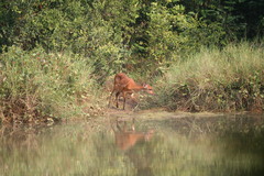 Tragelaphus spekii gratus