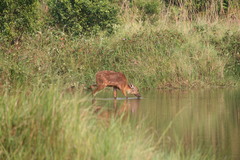 Tragelaphus spekii gratus