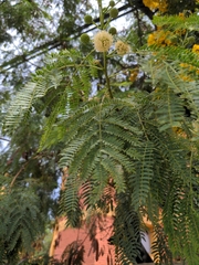Leucaena leucocephala