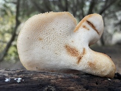 Polyporus decurrens