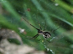 Linyphia triangularis