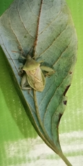 Lycambes