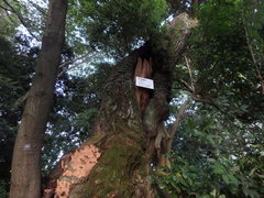 Castanopsis cuspidata