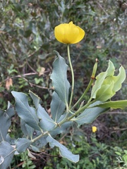 Dendromecon harfordii