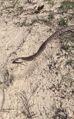 Pituophis melanoleucus