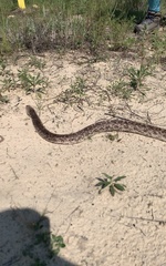 Pituophis melanoleucus