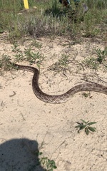 Pituophis melanoleucus