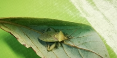 Lycambes