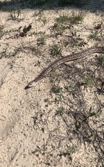 Pituophis melanoleucus