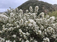 Ceanothus megacarpus insularis