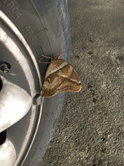 Eryphanis