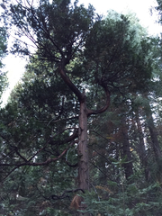 Calocedrus