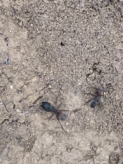 Camponotus cruentatus