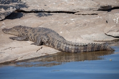 Crocodylus palustris