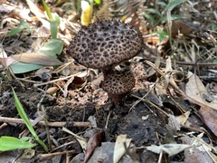 Strobilomyces polypyramis