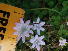 Richardia grandiflora