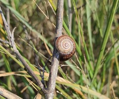 Otala punctata