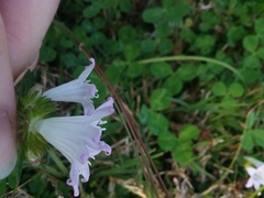 Richardia grandiflora